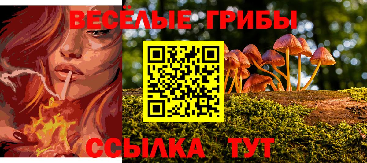 Псилоцибиновые грибы Psilocybe Гусиноозёрск